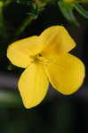 Yellow meadowbeauty